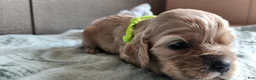 Cocker Spaniel dogs for sale: Cocker Spaniel 7 - Ad 4