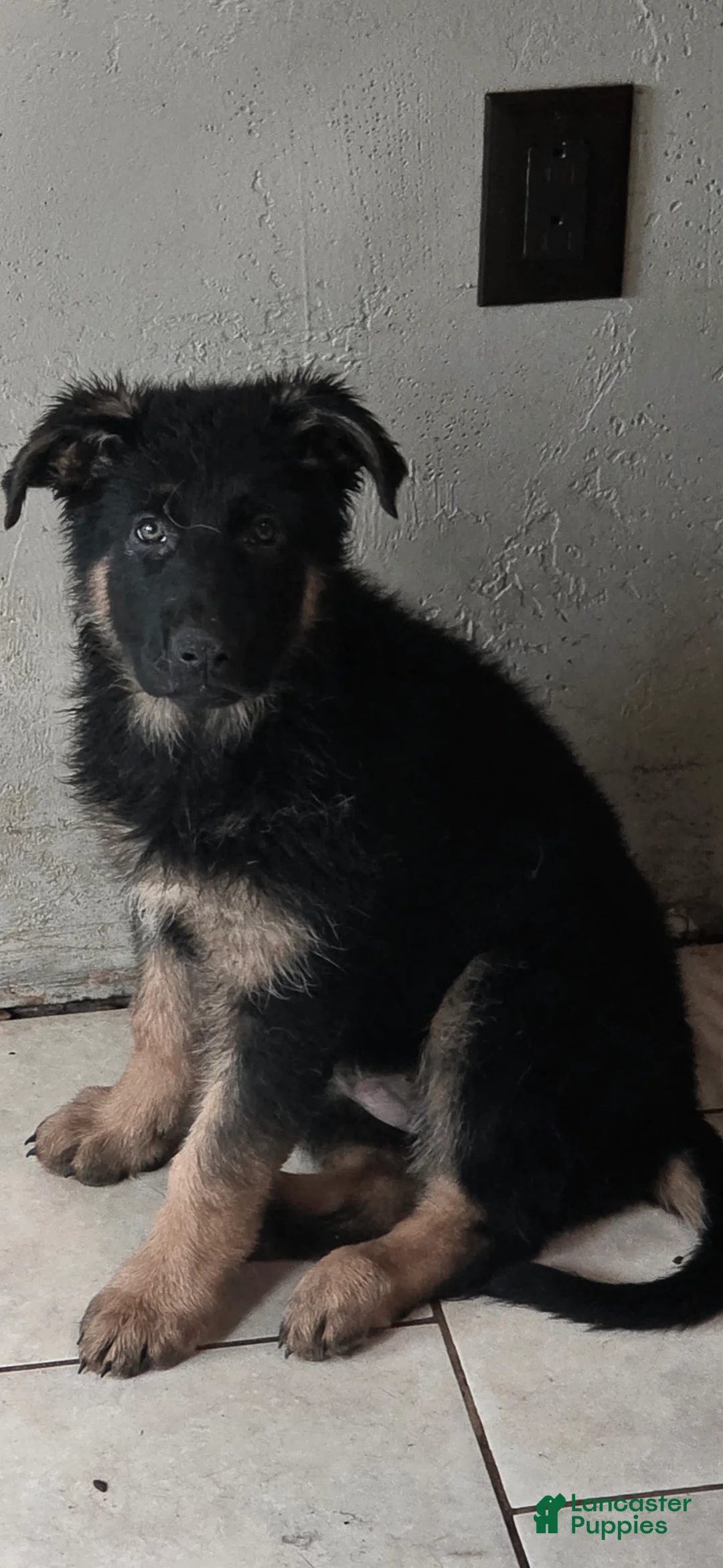 German Shepherd dogs for sale: German Shepherd 1 - Ad 1