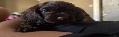 Cocker Spaniel 3