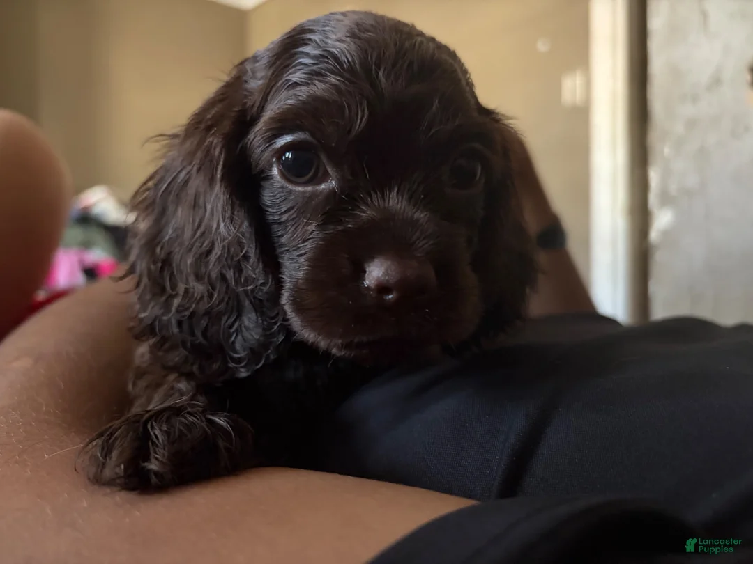 Cocker Spaniel dogs for sale: Cocker Spaniel 3 - Ad 1
