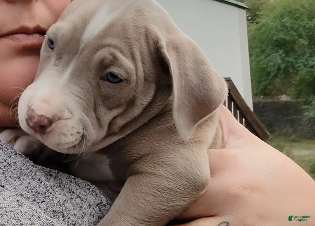 Gallery Image {{count}}