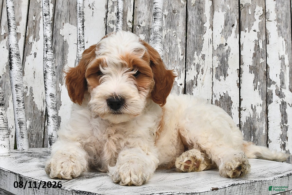 Goldendoodle dogs Lass   - Ad 1