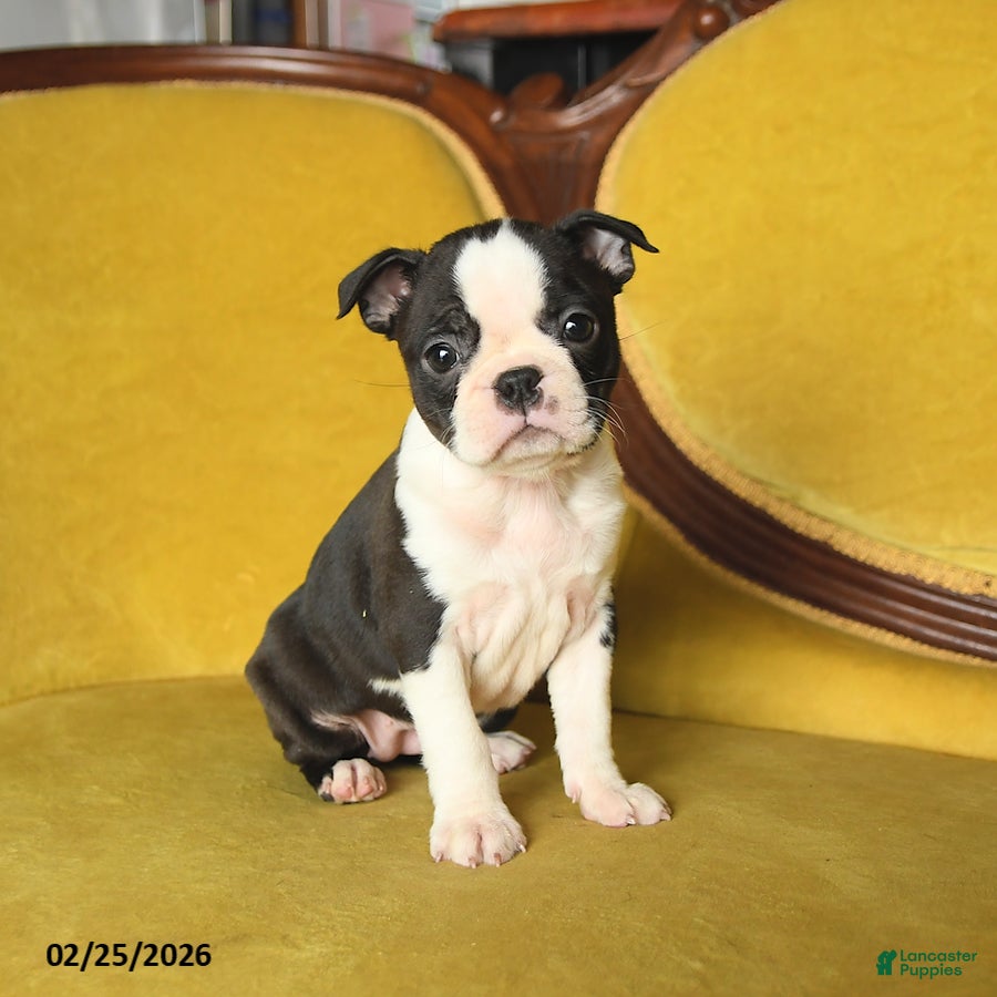 Boston Terrier dogs Sunshine - Ad 1