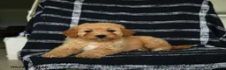 Mini Goldendoodle dogs for sale: Diamond - Ad 3