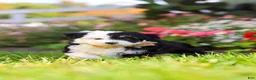 Mixed Breed dogs for sale: Hunter - Ad 7
