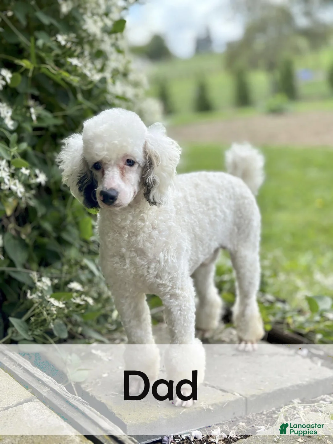 Mini Bernedoodle dogs for sale: Kayla - Ad 9