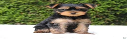Yorkshire Terrier dogs for sale: Rissa - Ad 3