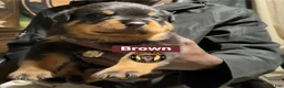Rottweiler dogs for sale: Rottweiler 2 - Ad 1