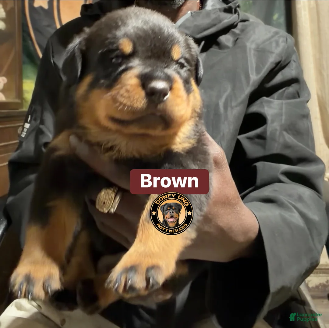 Rottweiler dogs for sale: Rottweiler 2 - Ad 1