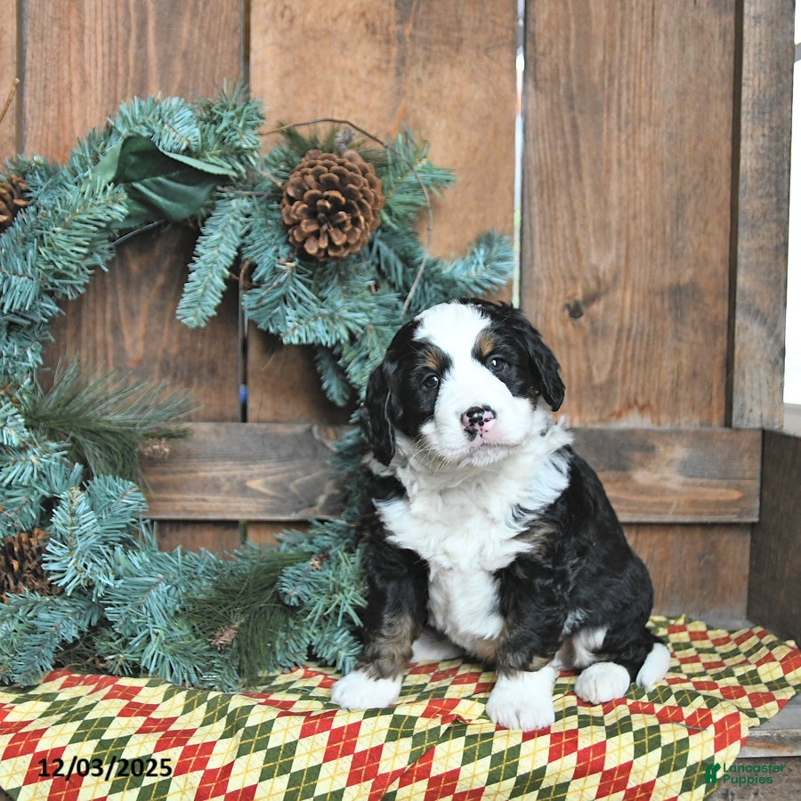 Mini Bernedoodle dogs Rocky - Ad 29