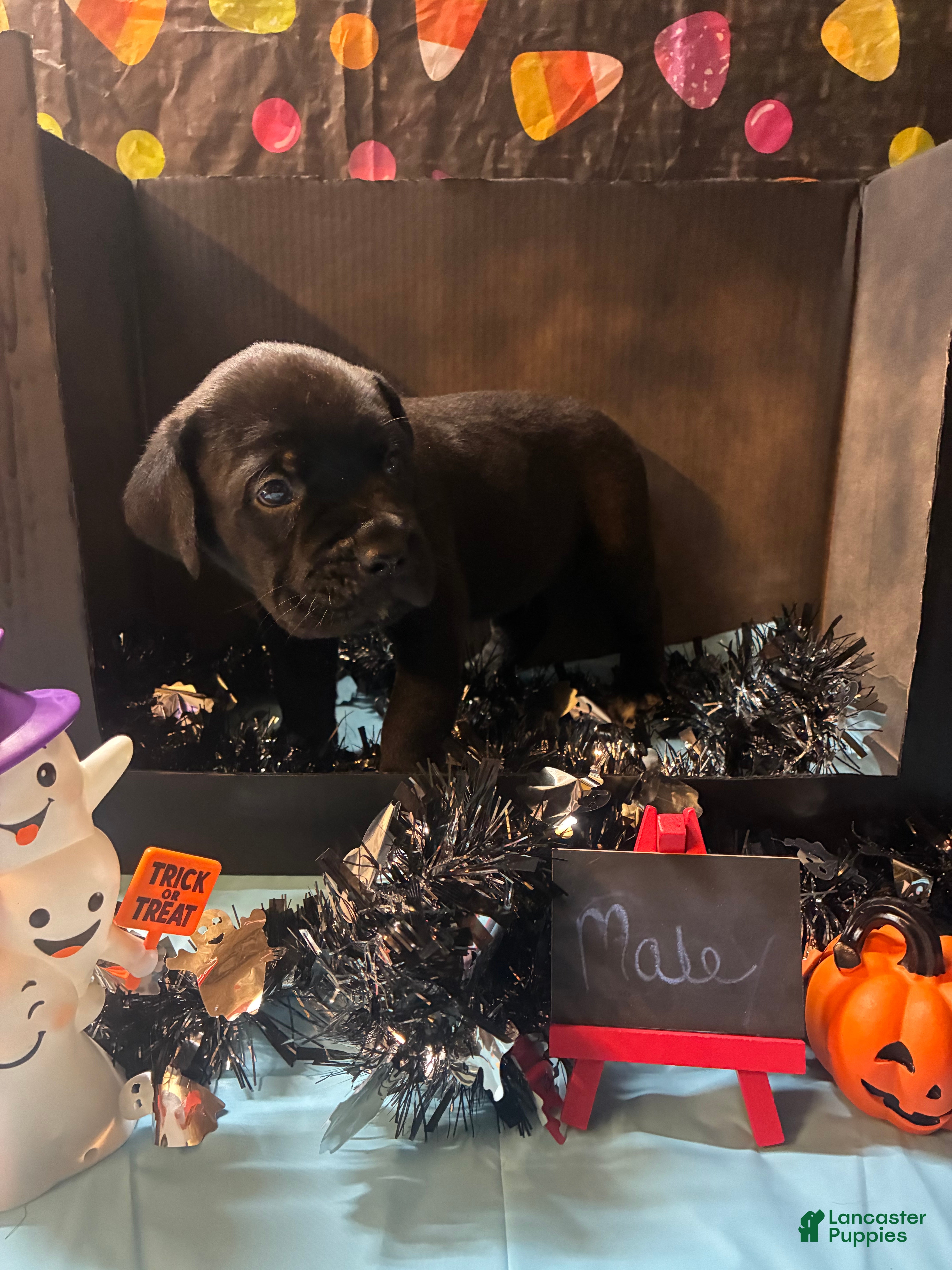 Cane Corso dogs Cane Corso 9 - Ad 1