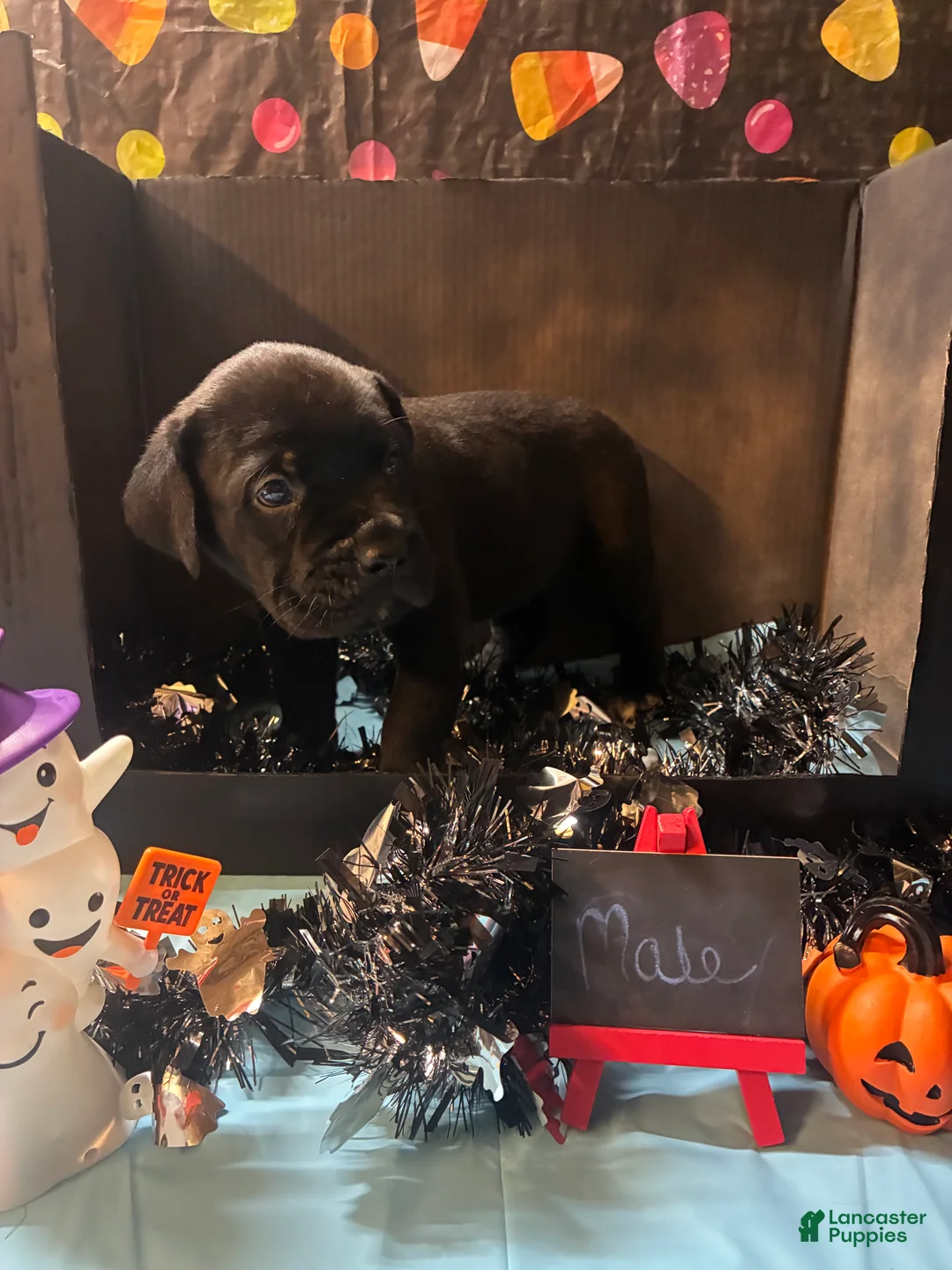 Cane Corso dogs for sale: Cane Corso 9 - Ad 1