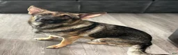 German Shepherd dogs for sale: German Shepherd 2 - Ad 2