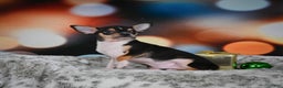 Chihuahua dogs for sale: Luca - Ad 7