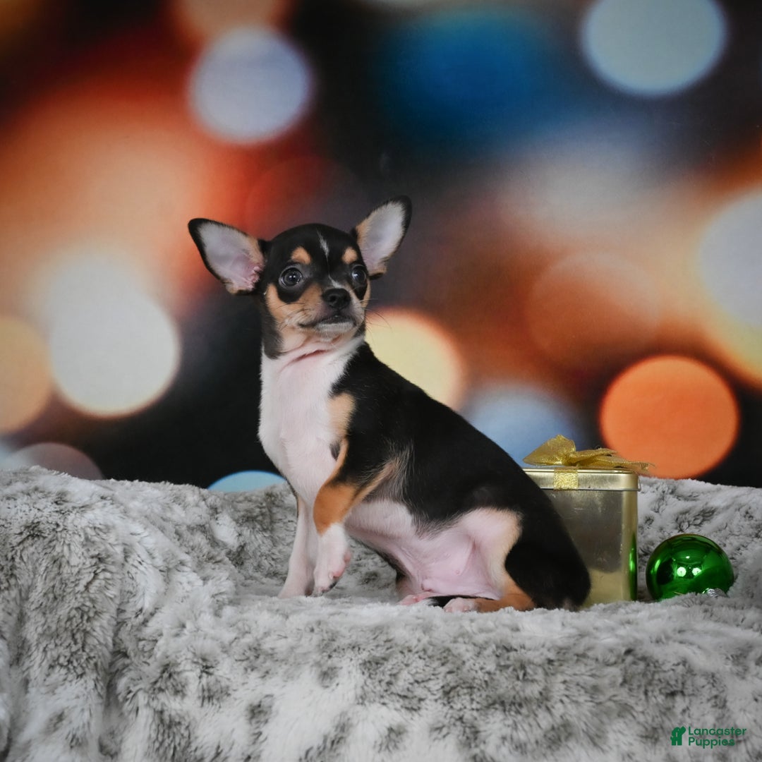 Chihuahua dogs for sale: Luca - Ad 7