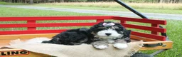Mini Bernedoodle dogs for sale: Beauty - Ad 5