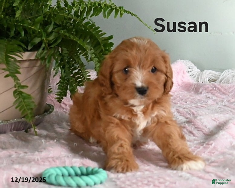 Cavapoo dogs Susan - Ad 42