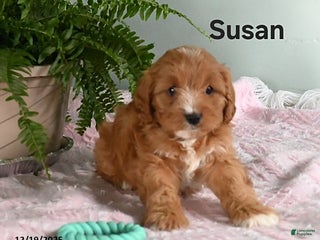 Cavapoo dogs Susan - Ad 42