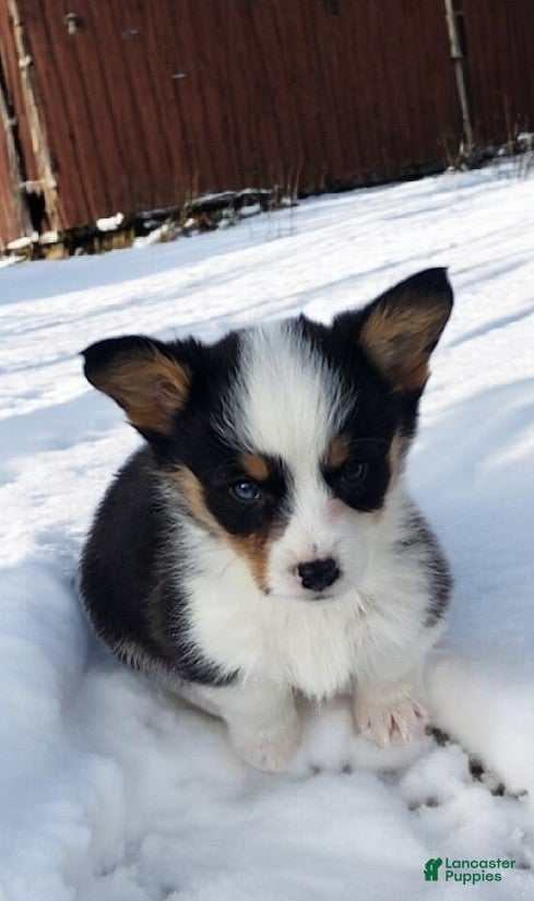 Welsh Corgi Pembroke dogs Bambi blue eye tri - Ad 6