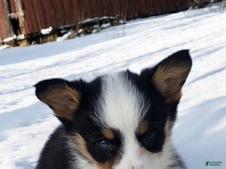Welsh Corgi Pembroke dogs Bambi blue eye tri - Ad 2