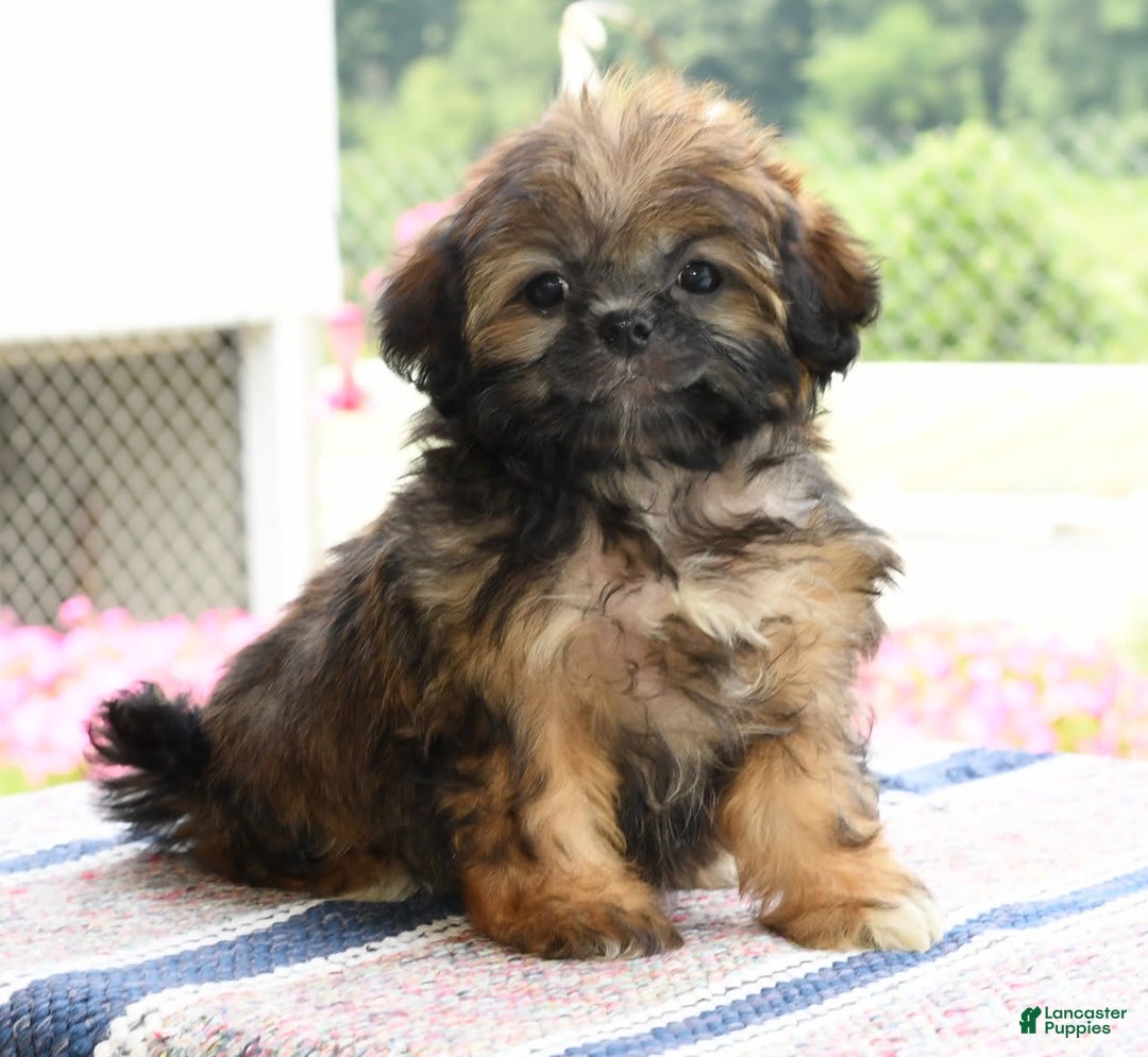 Gallery Image {{count}}