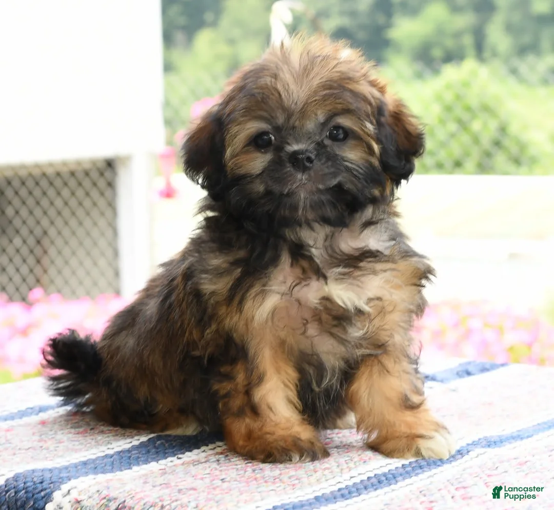 Gallery Image {{count}}