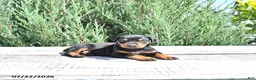 Doberman Pinscher dogs for sale: Elsa - Ad 3
