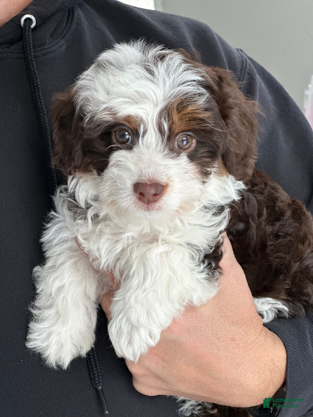 Mini Aussiedoodle dogs for sale: Lucy-petite size - Ad 1