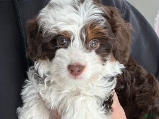Mini Aussiedoodle dogs Lucy-petite size - Ad 14