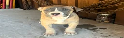 American Bully dogs for sale: "DRAKE" LILAC PUPPY - Ad 1