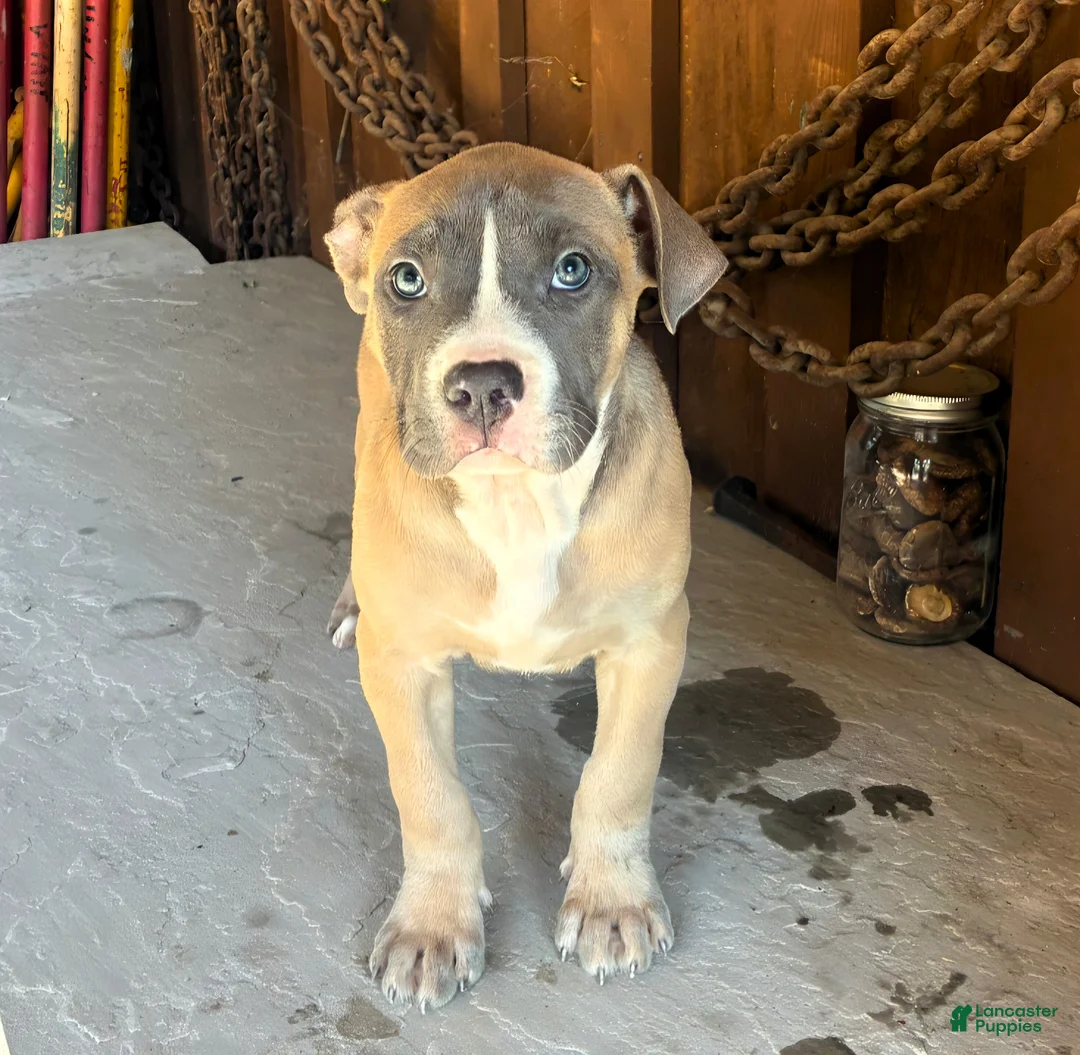 American Bully dogs for sale: "DRAKE" LILAC PUPPY - Ad 1