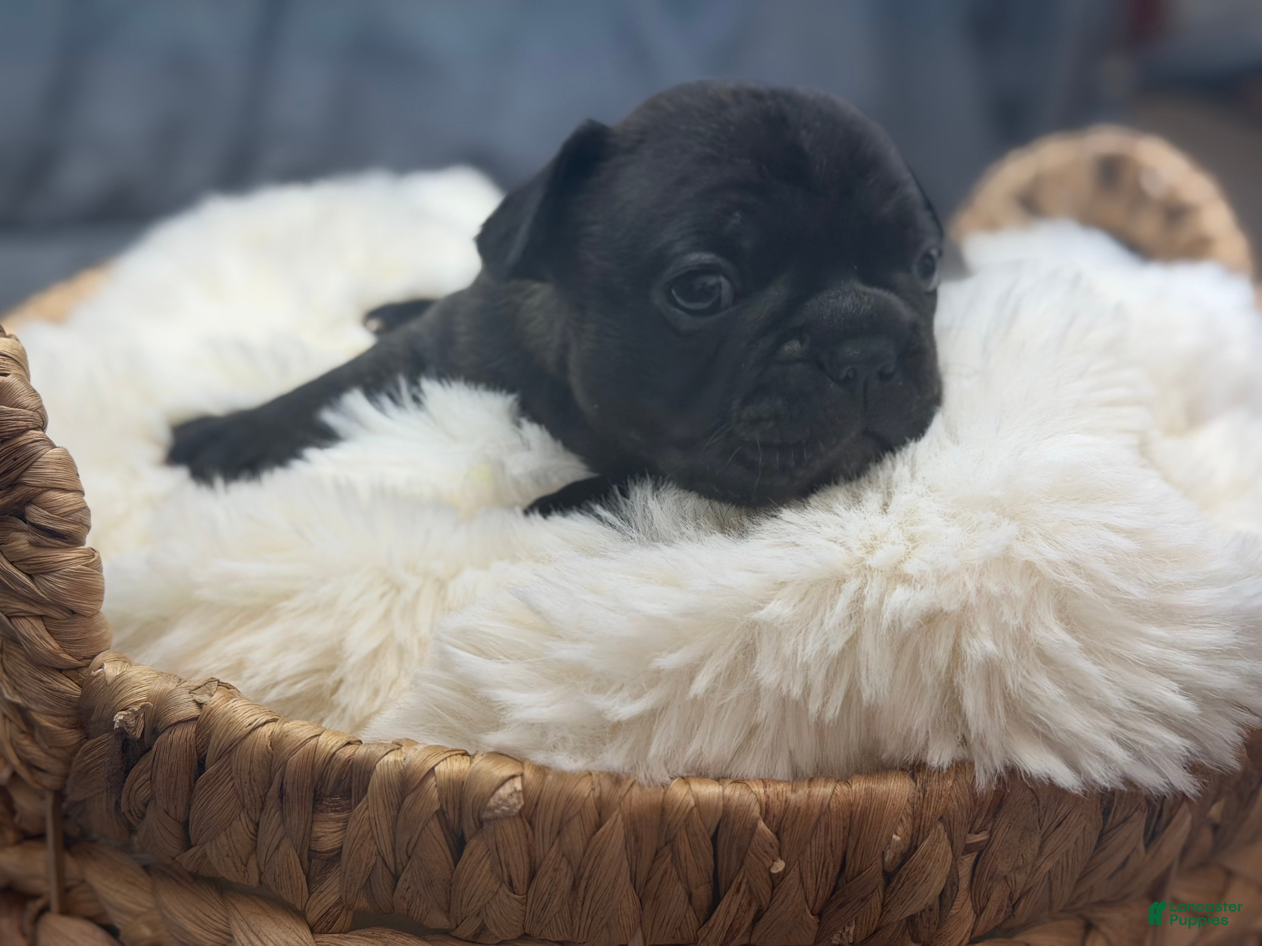 Mixed Breed dogs Cubbi - Ad 2