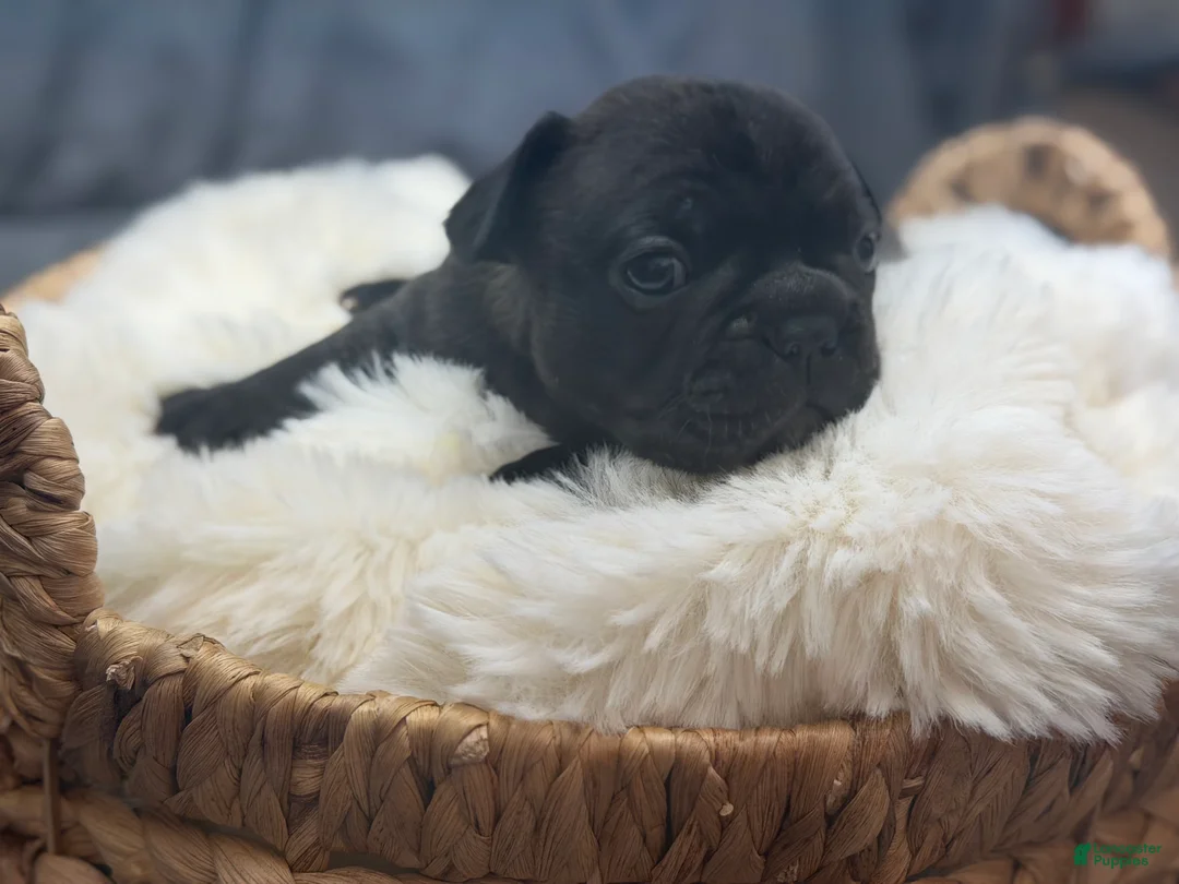 Mixed Breed dogs for sale: Cubbi - Ad 2