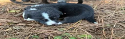 Mixed Breed dogs for sale: Black Full tail - Ad 11