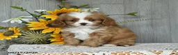 Cavapoo dogs for sale: Niko - Ad 4