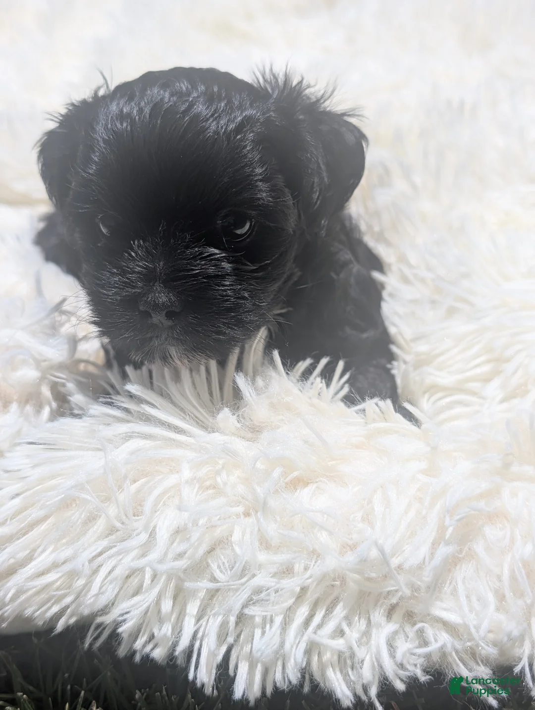 Mixed Breed dogs for sale: Mixed Breed 7 - Ad 2