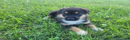 Sheprador dogs for sale: Max  - Ad 5