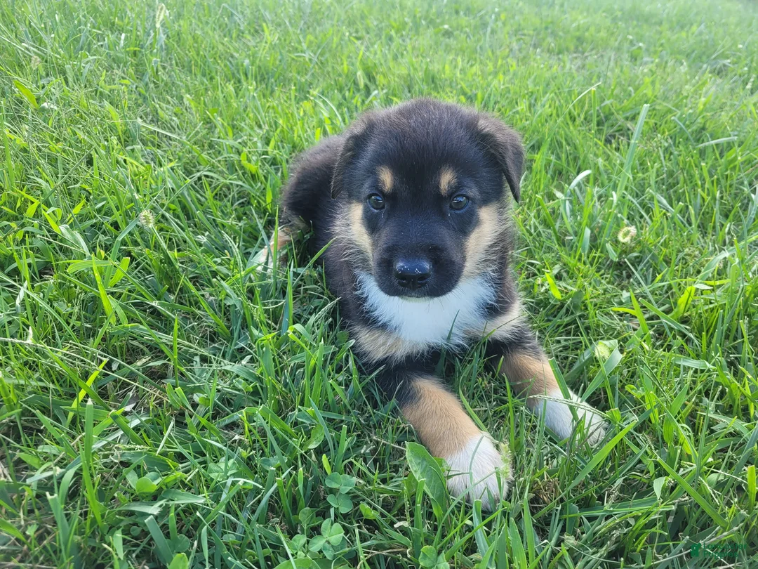 Sheprador dogs for sale: Max  - Ad 5