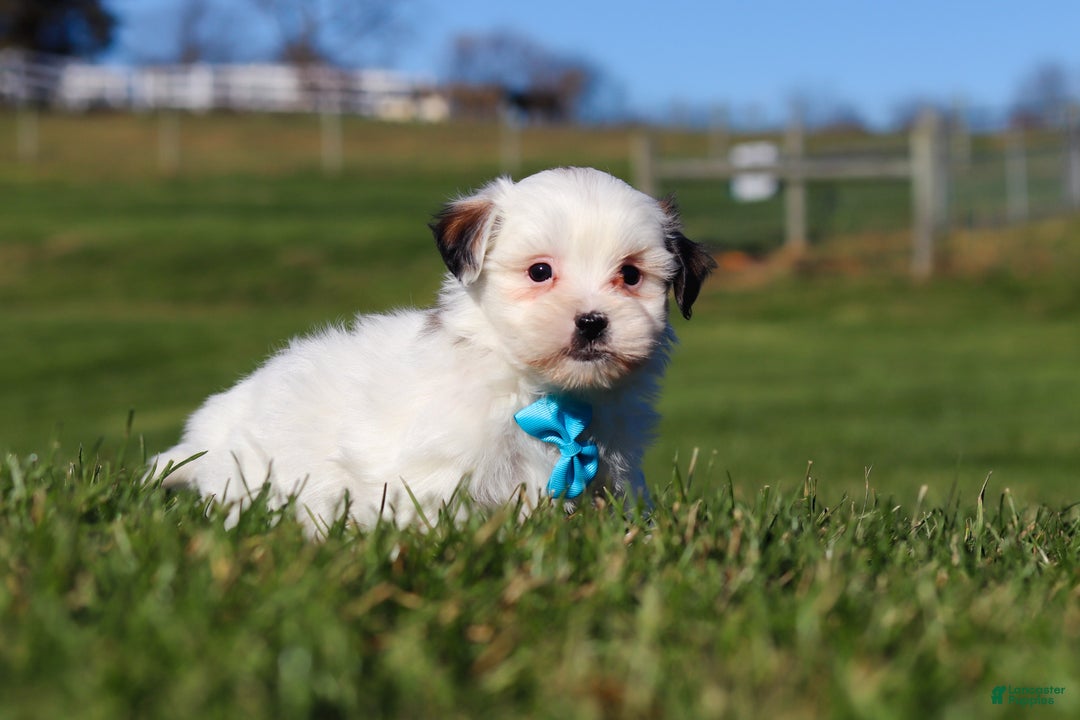 Shihpoo dogs for sale: Leo - Ad 5