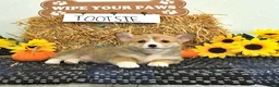 Welsh Corgi Pembroke dogs for sale: Tootsie - Ad 3