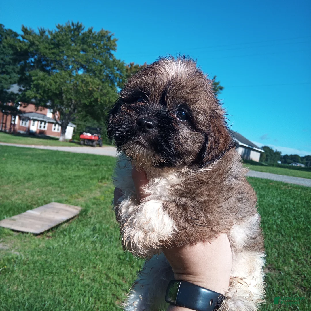Havanese dogs for sale: Havanese 2 - Ad 1