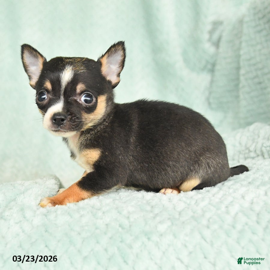 Chihuahua dogs Ferris - Ad 2