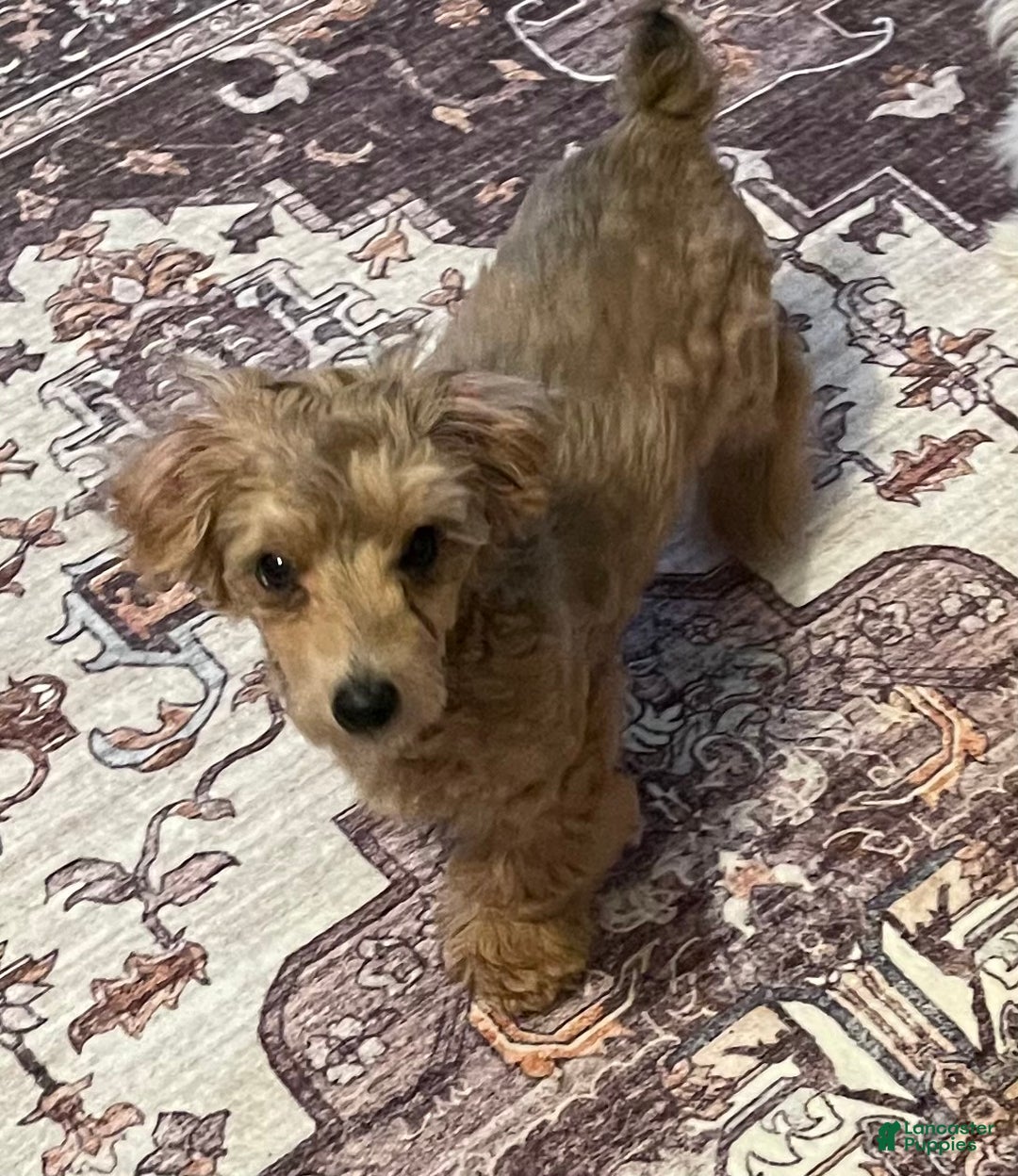 Mixed Breed dogs for sale: Mixed Breed Puppy 1 - Ad 2