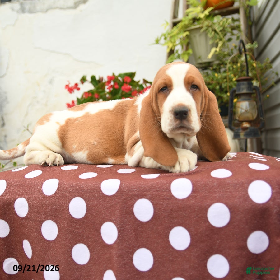 Basset Hound dogs Ezra - Ad 1