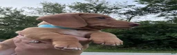 Miniature Dachshund dogs for sale: Miniature Dachshund 3 - Ad 3