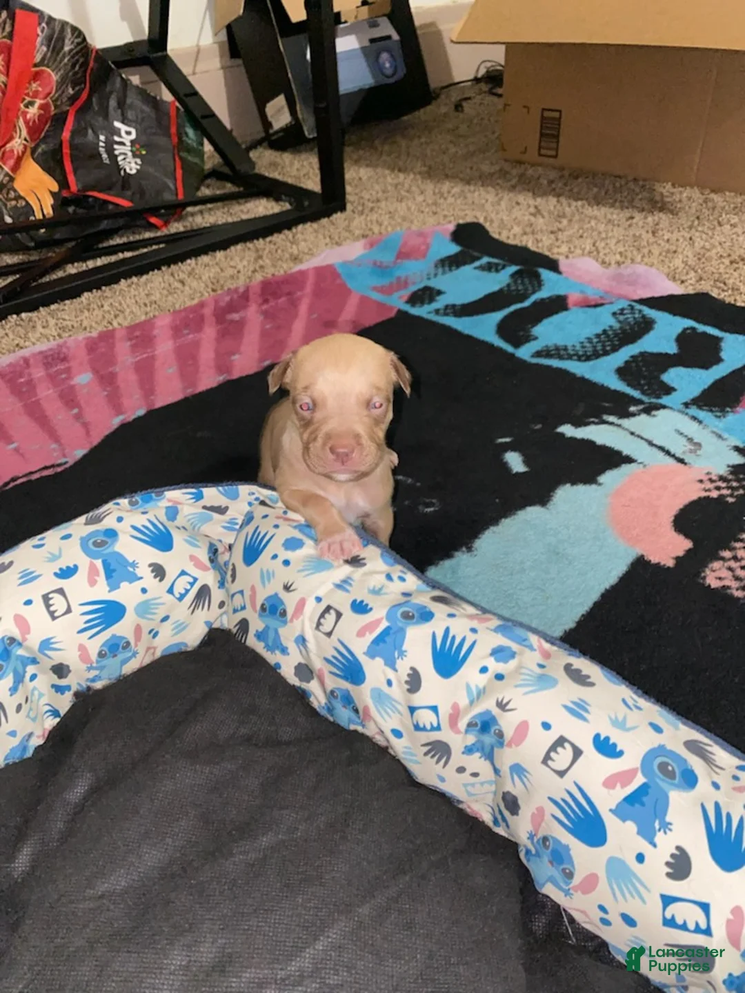 Mixed Breed dogs for sale: Girl 3 - Ad 2