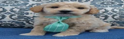 Mini Goldendoodle dogs for sale: Mini George - Ad 7