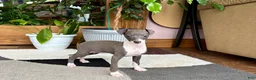 Italian Greyhound dogs for sale: Anna  - Ad 13
