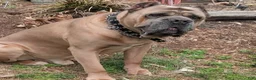 Cane Corso dogs for sale: Cane Corso 11 - Ad 10