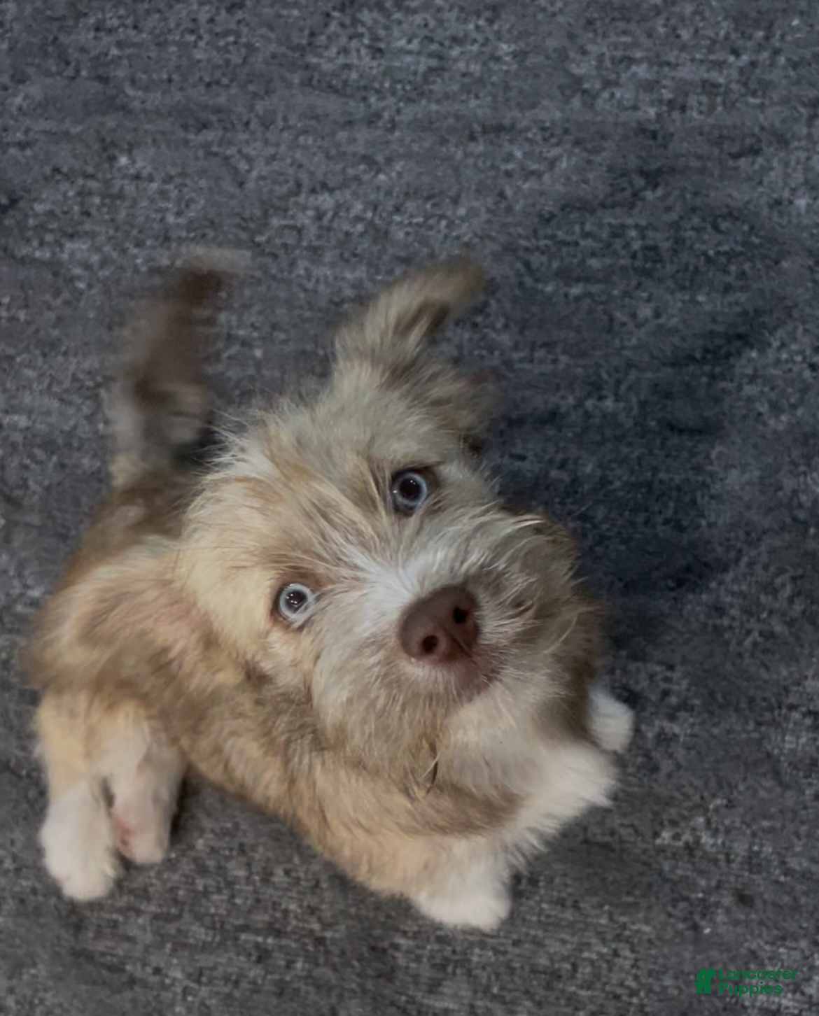 Mixed Breed dogs Mixed Breed Puppy 1 - Ad 1